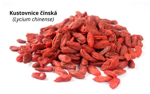 Kustovnice čínská ( goji )